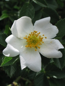 Rosa arkansana 